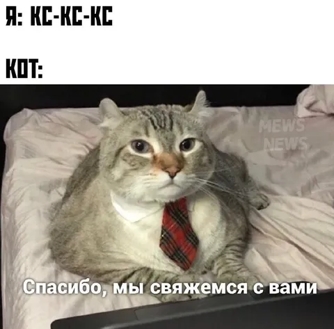 Кот свяжется с вами