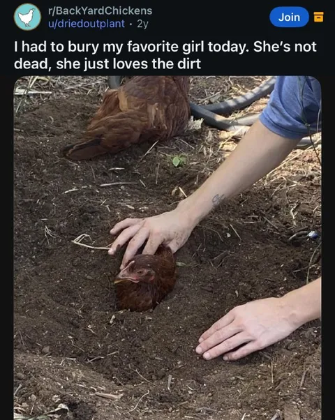 Chicken Loves the Dirt