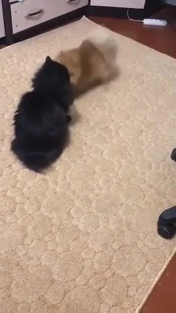 Две кошки выясняют отношения