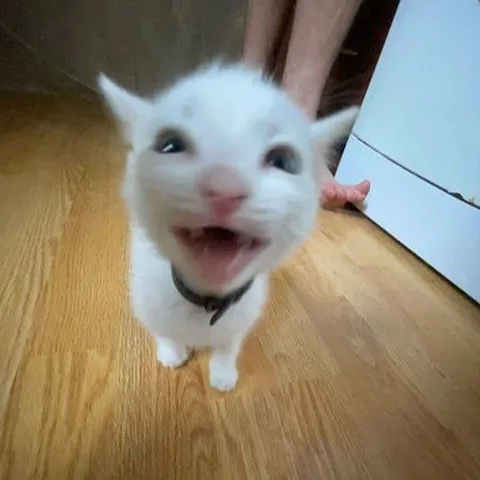 Кот кричит в камеру