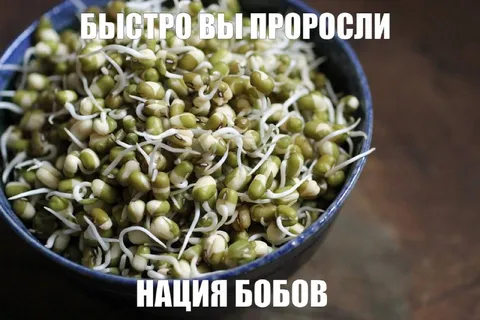 Нация быстро проросших бобов