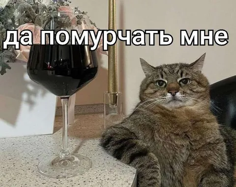 Кот хочет помурчать