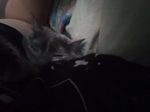 Кот спит в подмышке
