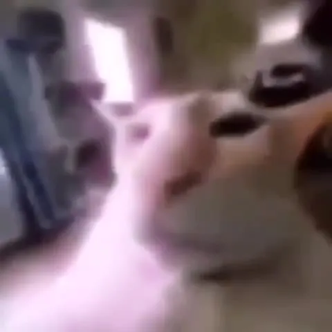 Cat Turns Into a CS:GO Disaster