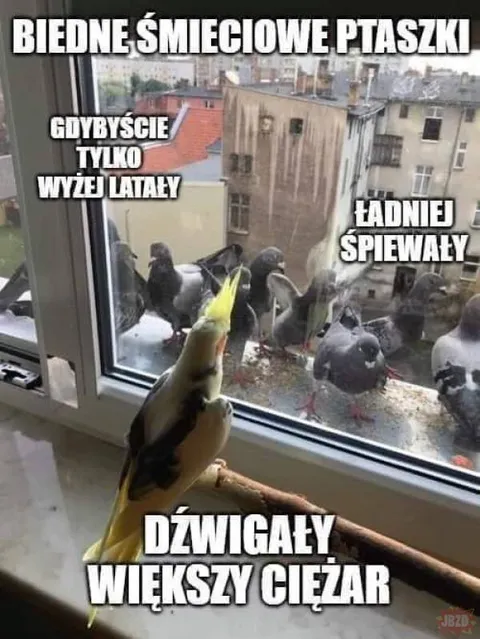 Biedne śmieciowe ptaszki
