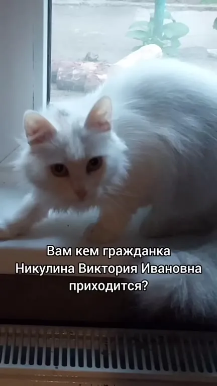 Допрос котов по делу Виктории