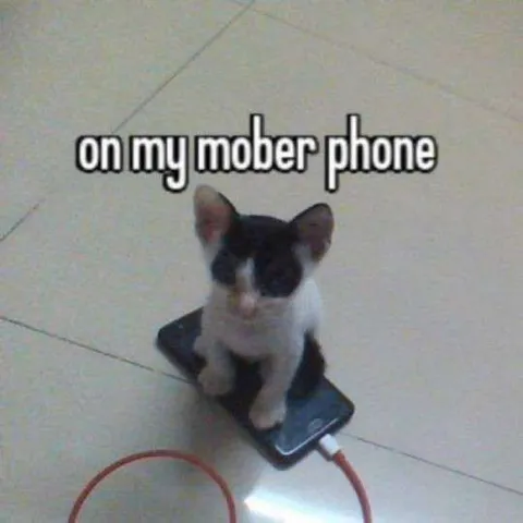 Cat on My Mober Phone