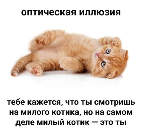Оптическая иллюзия с котиком