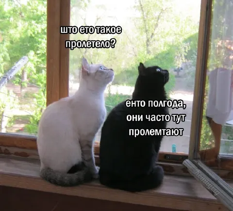 Коты обсуждают пролетающее время