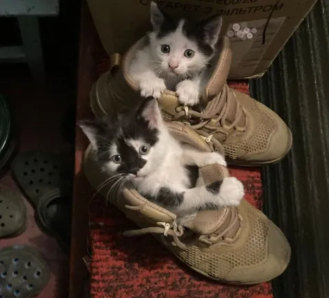 Котята в ботинках