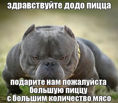 Большая пицца для бульдога