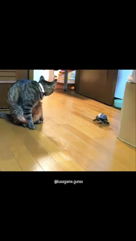 Кот проиграл черепахе