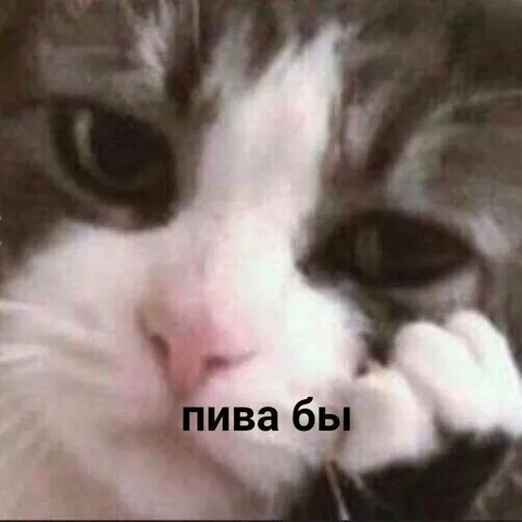 Пива бы, да кот рядом