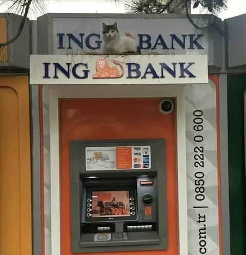 Cat Runs ING Bank