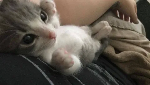 Милый котёнок на руках