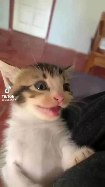 Смешной мяукающий котёнок