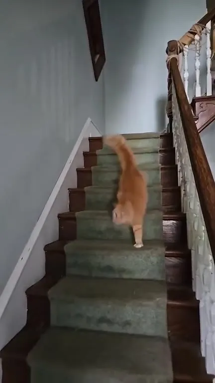 Кот спускается по лестнице