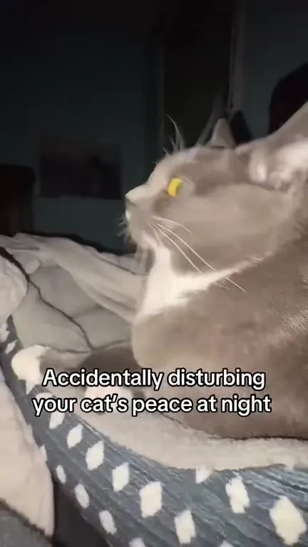 Disturbing the Cat at Night