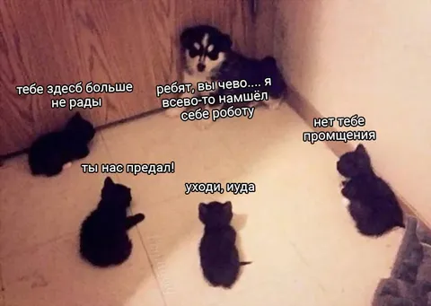 Кот нашёл себе работу