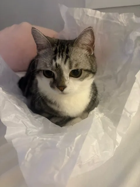 Кот в бумажной ловушке