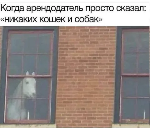 Никаких кошек и собак