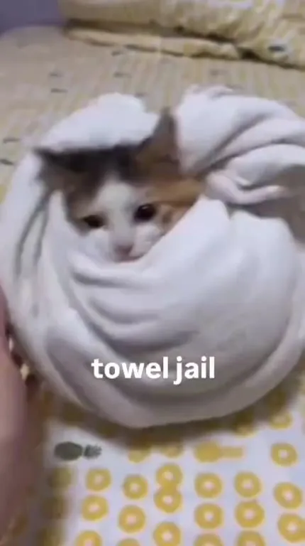 Kitten in Towel Jail