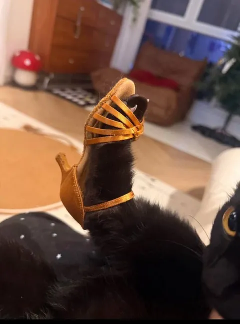 Кот на каблуке