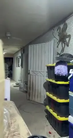 Scaring Mexican Mom with Giant Spider