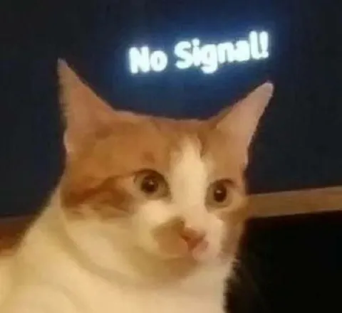 No Sign Cat Reaction