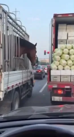 Лошадь захотела капусты