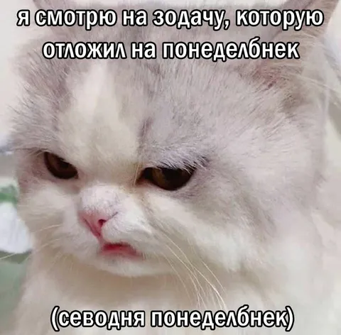Кот смотрит на понедельник