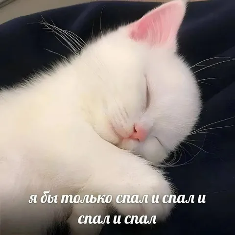 Я бы только спал
