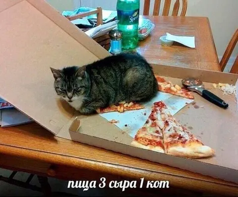 Пицца три сыра и кот