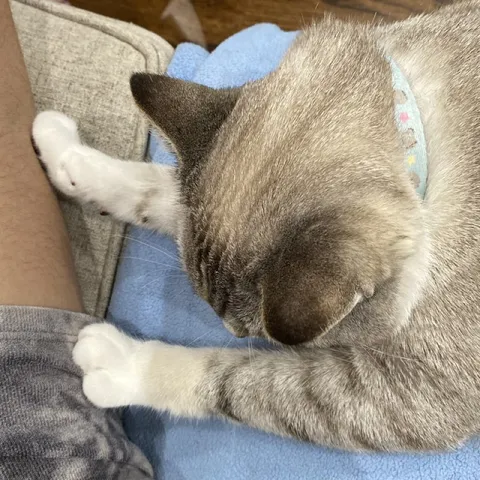 Кот крепко обнимает ногу