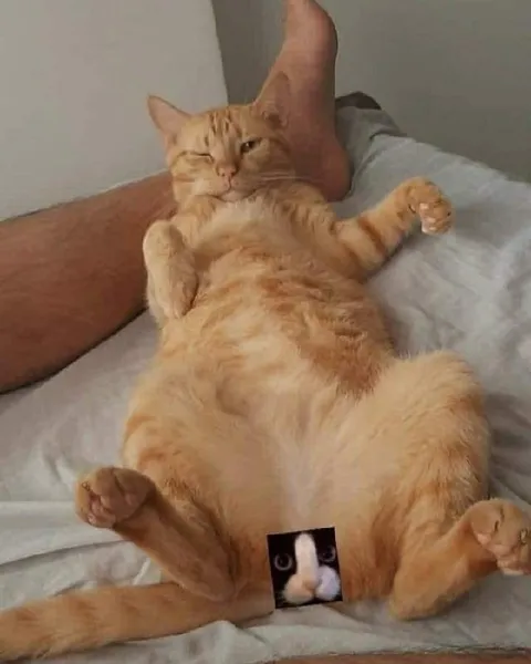 Кот с неожиданным сюрпризом