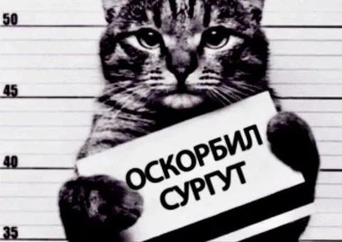 Кот на криминальном фото