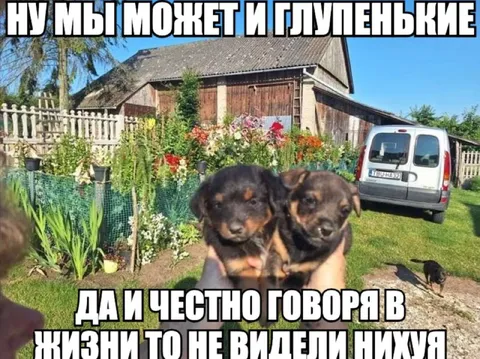 Глупенькие щенки ничего не видели