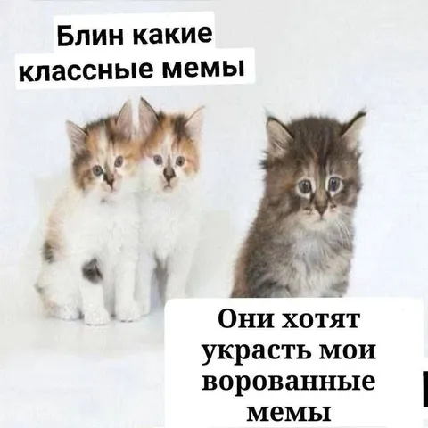 Котята крадут мемы