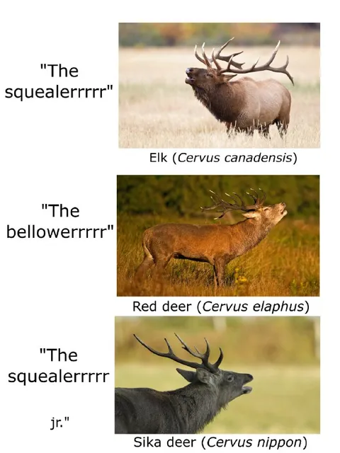 Elk Squealer Family Tree