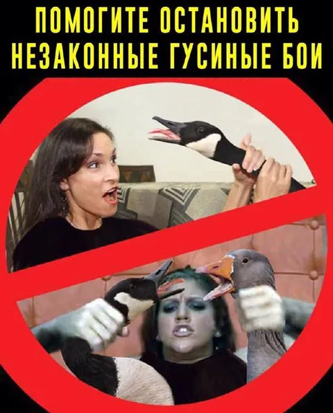 Остановите гусиные бои