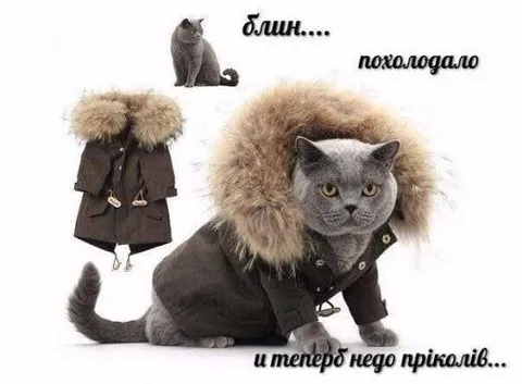 Кот утеплился из-за похолодания