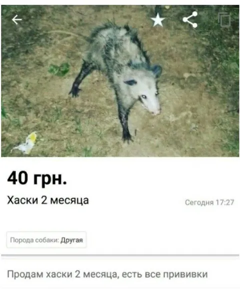Хомяк по цене хаски
