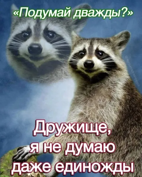 Енот не думает даже единожды