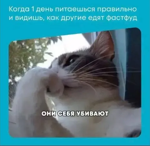 Кот осуждает любителей фастфуда