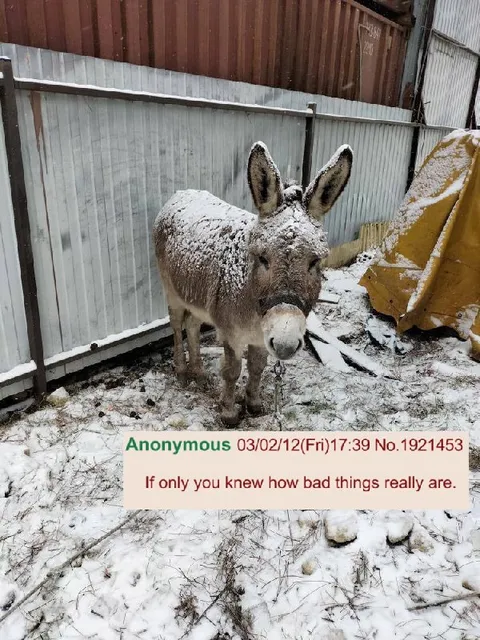 Snowy Donkey Knows the Truth