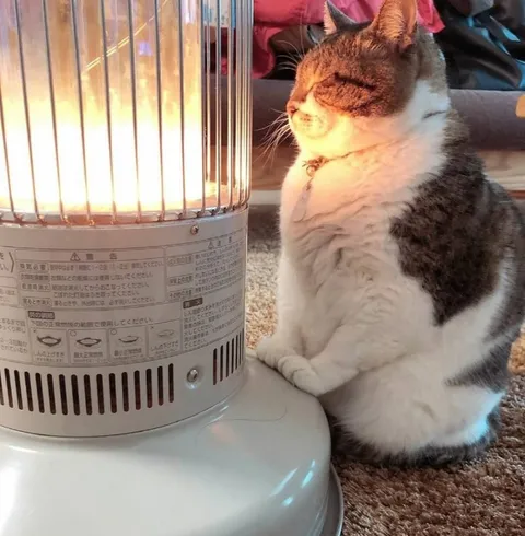 Кот греется у обогревателя