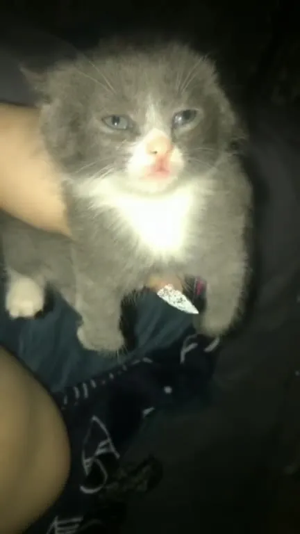 Котёнок смотрит в душу