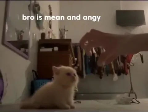 Angry Kitten Gets Poked