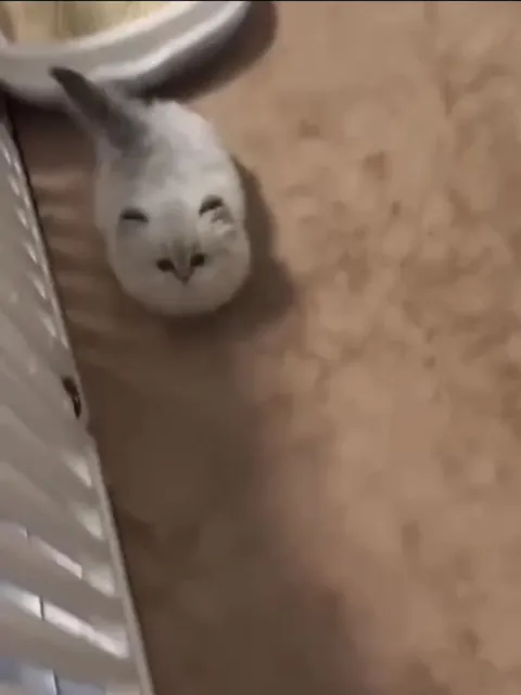 Котёнок просит ласки