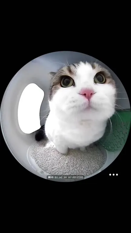 Кот кашляет в камеру